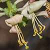 Chaparral Honeysuckle