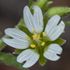 Thumb: Chickweed