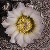 Chihuahua Pineapple Cactus