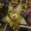 Christmas Cactus