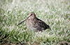 Common Snipe