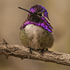 Thumb: Costa's Hummingbird