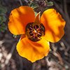 Thumb: Desert Mariposa Lily