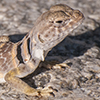 Eastern Collared Lizard