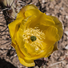 Engelmann's Pricklypear