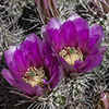 Thumb: Fendler's Hedgehog Cactus