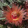 Fishhook Barrel Cactus