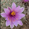 Thumb: Fishhook Pincushion Cactus