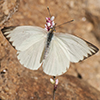 Thumb: Great Southern White