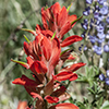 Thumb: Indian Paintbrush