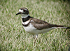 Kildeer