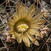 Macdougal's Nipple Cactus