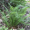 Male Fern