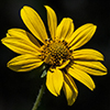 Many-flowered Goldeneye