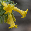 Manyflowered Gromwell