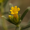 Thumb: Many-flowered Puccoon