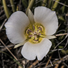 Thumb: Mariposa Lily