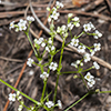 Mexican Bedstraw