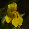 Thumb: Yellow Monkeyflower