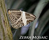 Zebra Mosaic