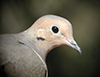 Thumb: Mourning Dove