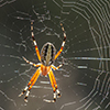 Orb-weaver Spider