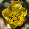 Pencil Cholla