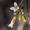 Perennial Rockcress