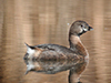 Thumb: Pied-billed Grebe