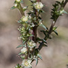 Thumb: Prickly Russian Thistle