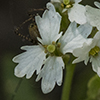 Rockmustard