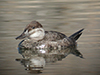 Ruddy Duck