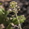 Shaggyfruit Pepperweed