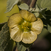 Shrubby Indian Mallow