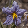 Silverleaf Nightshade