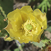 Smooth Pricklypear