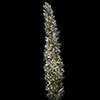 Soft Feather Pappusgrass