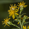 Sparseflower Goldenrod