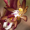 Thumb: Spotted Coral Root