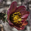 Staghorn Cholla