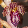 Thumb: Bog Orchid