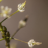 Tansy Mustard