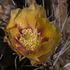 Thumb: Tulip Pricklypear