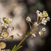 Virginia Pepperweed