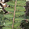 Wavy Cloak Fern