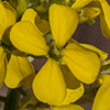 Western Wallflower