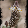 Whiteflower Prairie Clover