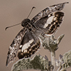 Thumb: White-patched Skipper
