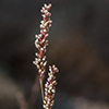 Thumb: Willow Smartweed