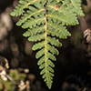 Thumb: Wright's Lipfern